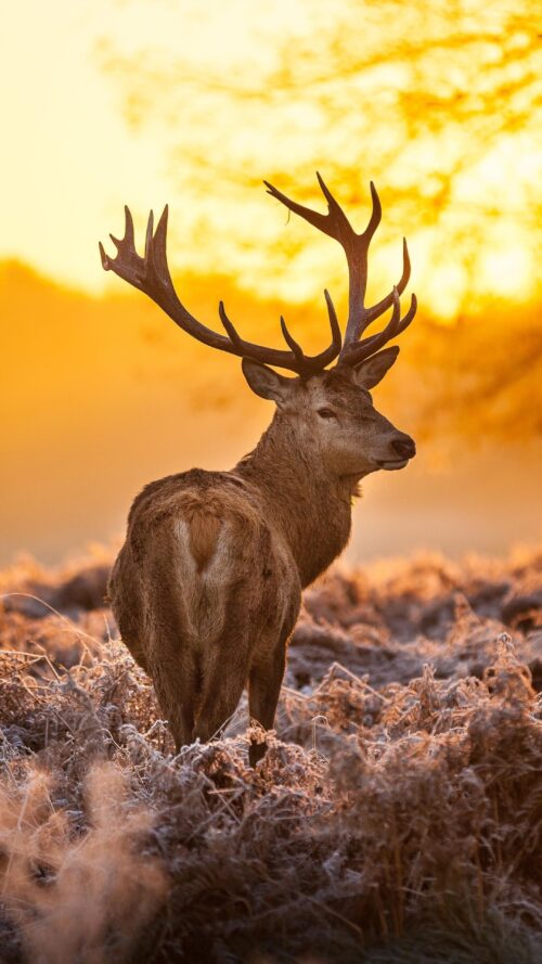 Background Deer Wallpaper