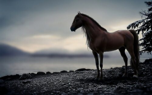 Horse Desktop Wallpaper