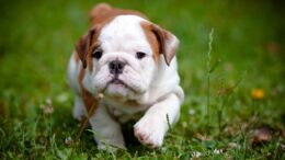 Cute Dog Wallpaper