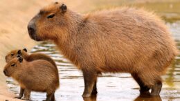 Capybara Desktop Wallpaper