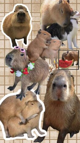 Background Capybara Wallpaper