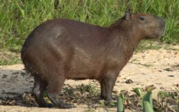 Capybara Desktop Wallpaper