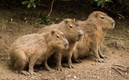 Capybara Desktop Wallpaper