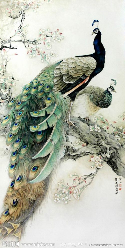 Peacock Wallpaper - EnWallpaper